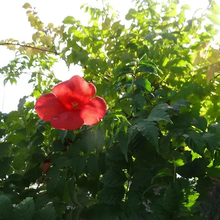 Helios, Maison Charentaise 300 M Plage בית נופש