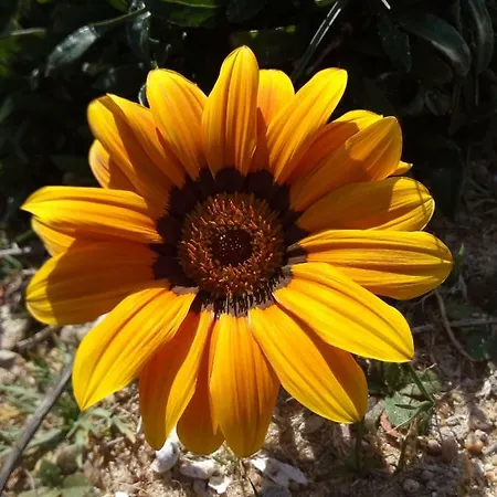 Helios, Maison Charentaise 300 M Plage *